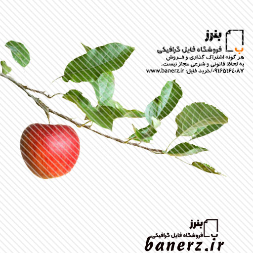 فایل تصویری سیب و شاخه دوربری شده ترنسپرنت با فرمت png